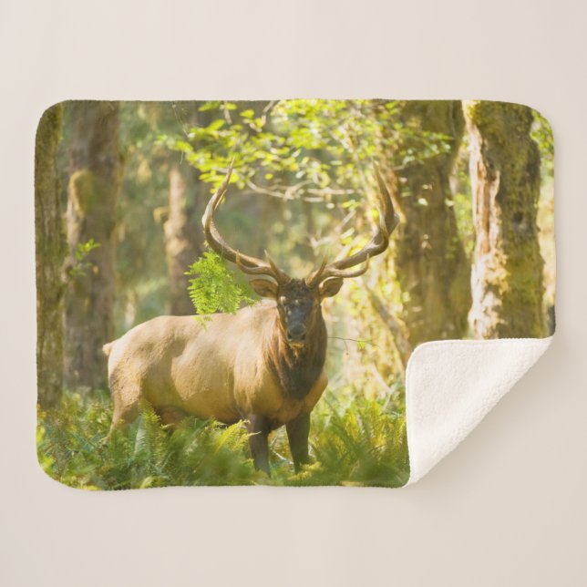 Cobertor Sherpa Roosevelt Elk | Parque Nacional da Olimpiadas, Was (Frente (Horizontal))