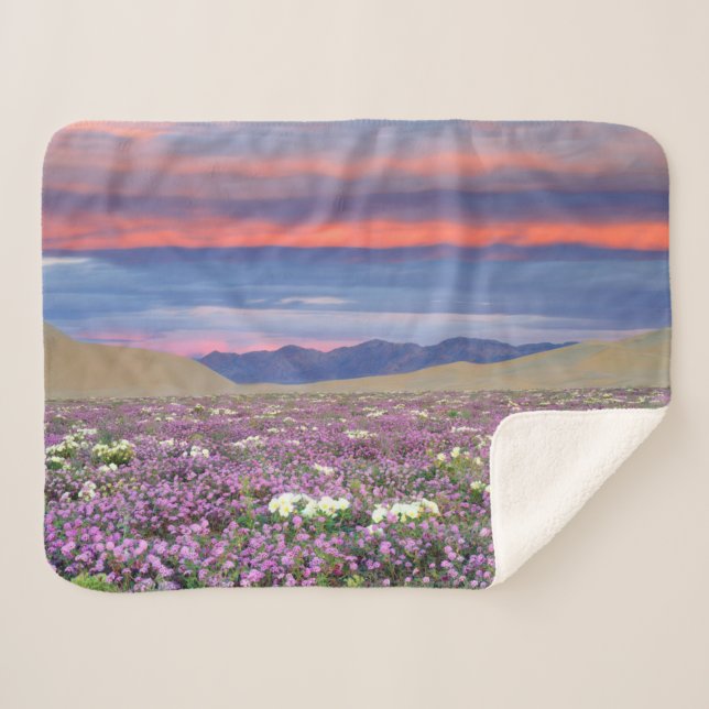 Cobertor Sherpa Sand Verbena & Dune Primrose Wildflower no Sunset (Frente (Horizontal))