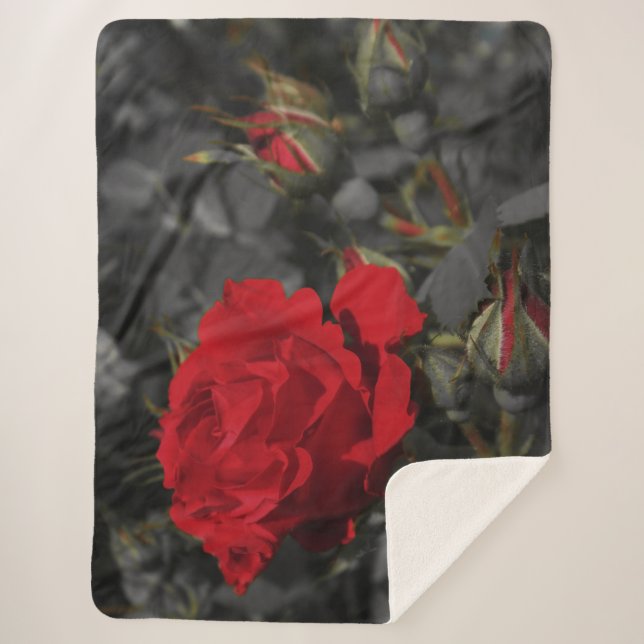 Cobertor Sherpa Sherpa Blankets, artesanato, feriado, elegante, co (Frente)