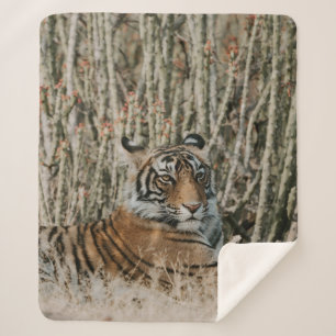 COBERTOR SHERPA TIGER IN THE WILD RESTING