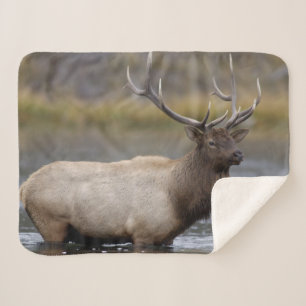 Cobertor Sherpa Touro Elk Crossing   Parque Nacional Yellowstone
