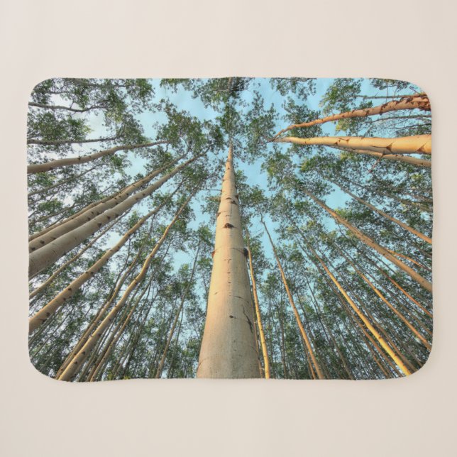 Cobertor Sherpa Troncos e Folhas de Aspen, Yukon (Frente (Horizontal))