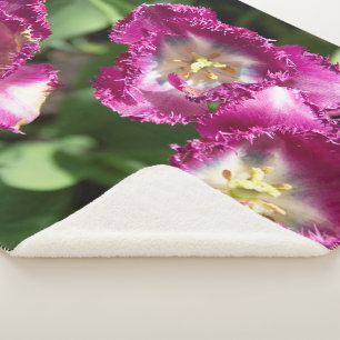 Cobertor Sherpa Tulipas púrpuras e brancas no jardim