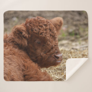 Cobertor Sherpa Vaca do Planalto Adorável em Hay