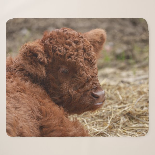 Cobertor Sherpa Vaca do Planalto Adorável em Hay (Frente (Horizontal))