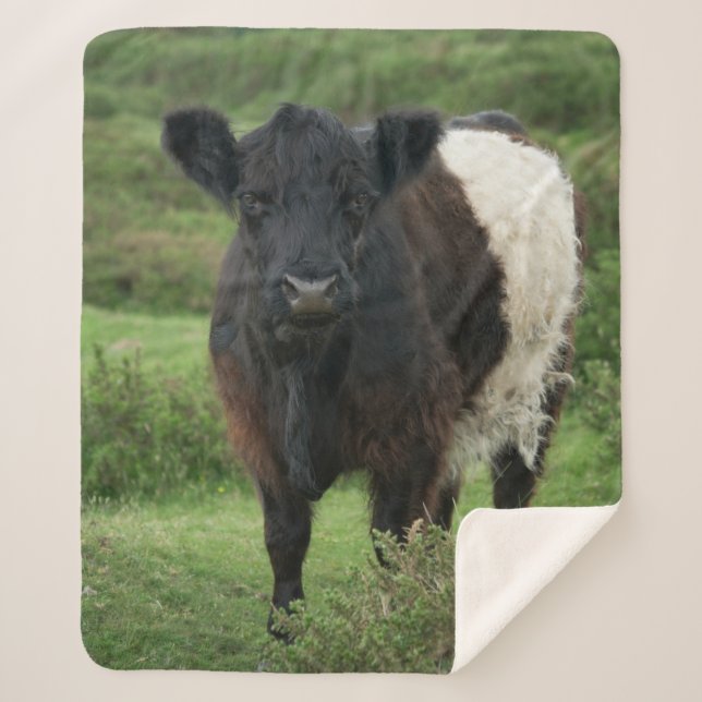 Cobertor Sherpa Vaca Galloway Belga (Frente)
