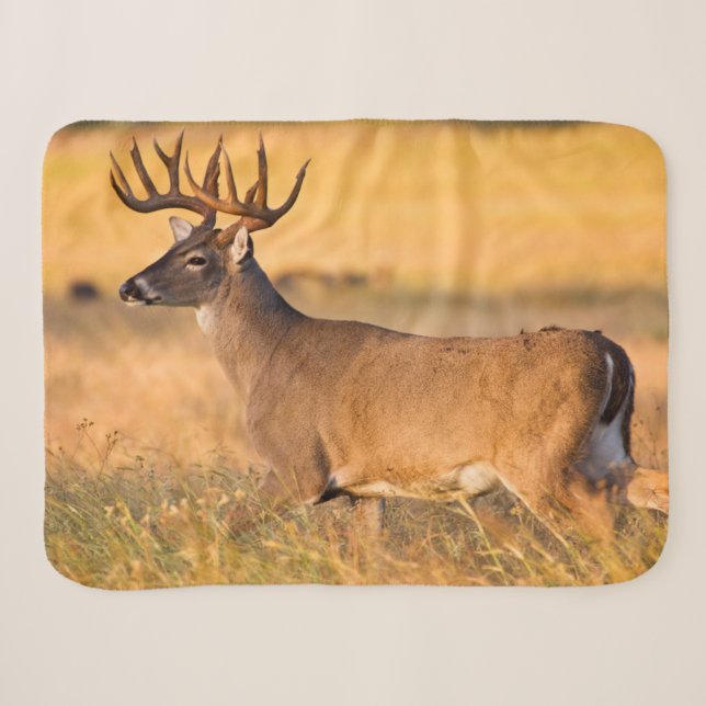 Cobertor Sherpa Veado-de-cauda-branca | Sul do TX (Frente (Horizontal))