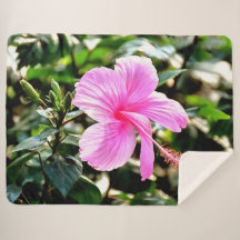 Vivid Tropical Rosa Hibiscus