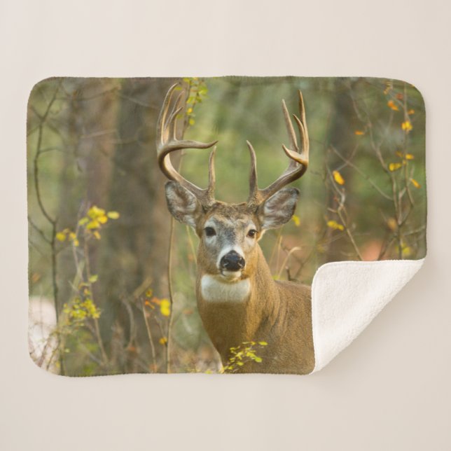 Cobertor Sherpa Whitetail Deer Buck | Whitefish, Montana (Frente (Horizontal))