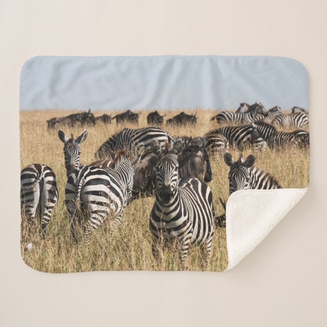 Cobertor Sherpa Zebra Sherpa Blanket de Grant (Frente (Horizontal))