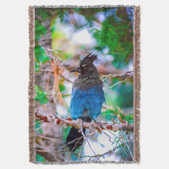 Cobertor Steller's Jay - Fotografia original (Frente Vertical)