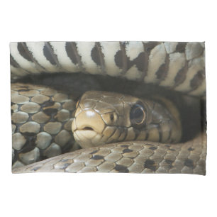 Cobra