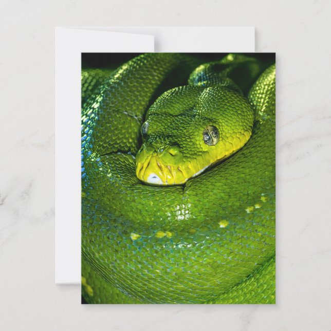 Cobra Birthday Card Happy Birthday Cobra (Frente)