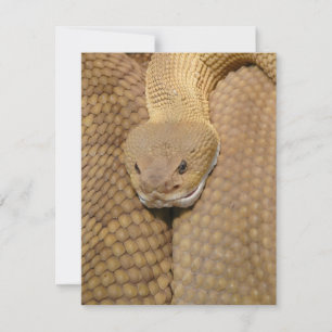 Cobra Birthday Card Happy Birthday Cobra