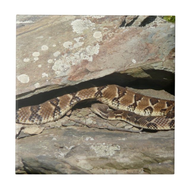 Cobra cascavel no Parque Nacional Shenandoah (Frente)