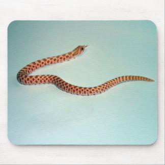 Cobra de Hognose Mousepad do albino do bebê