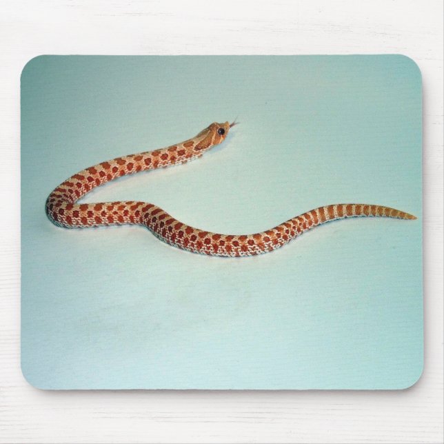 Cobra de Hognose Mousepad do albino do bebê (Frente)