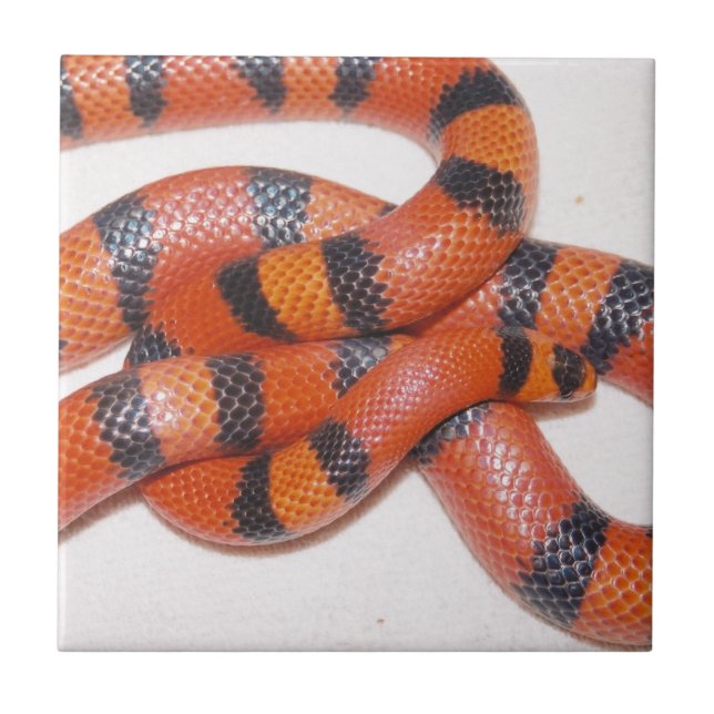 Cobra de leite Milksnake do Honduran do hipo (Frente)