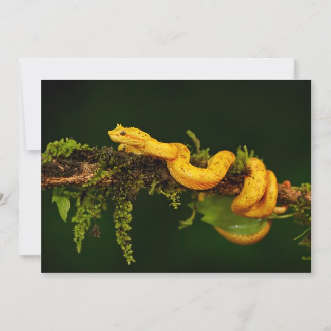 Cobra do Viper venenoso da Costa Rica (Frente)