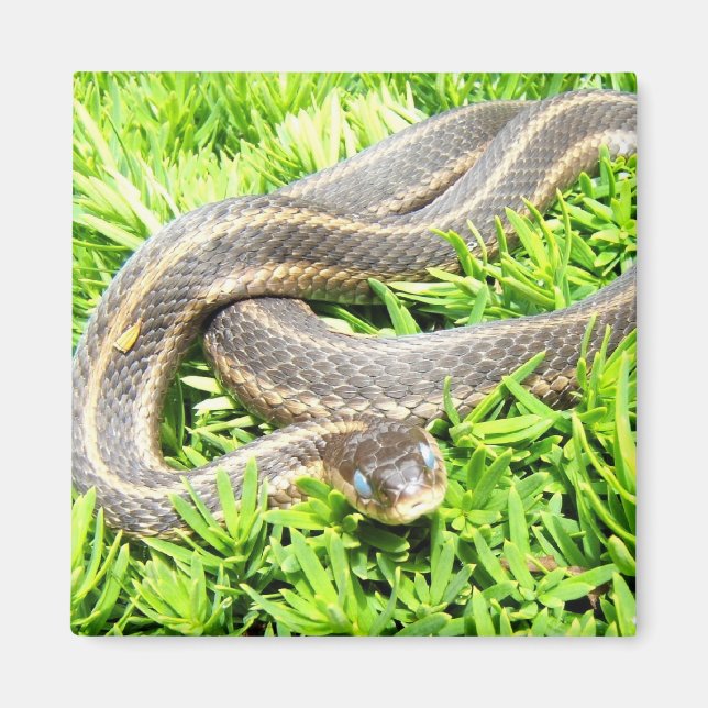 Cobra ~ imã azul (Frente)