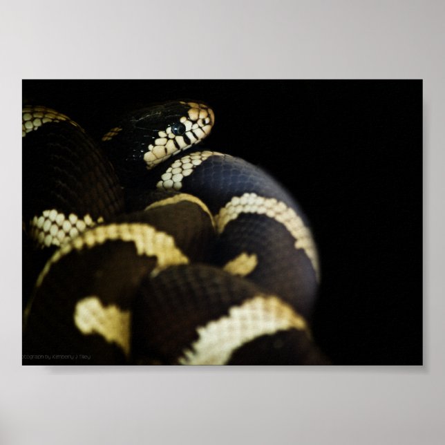 Cobra Rei da Califórnia Impressão (Frente)