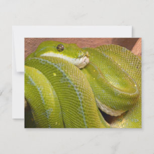 cobra verde