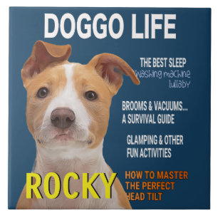 Cobrir da Revista Pitbull Parody