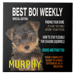 Cobrir da revista Yorkshire Terrier Parody