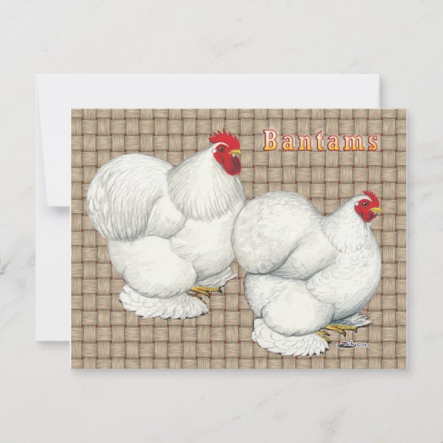 Cochin: Bantams Brancos (Frente)