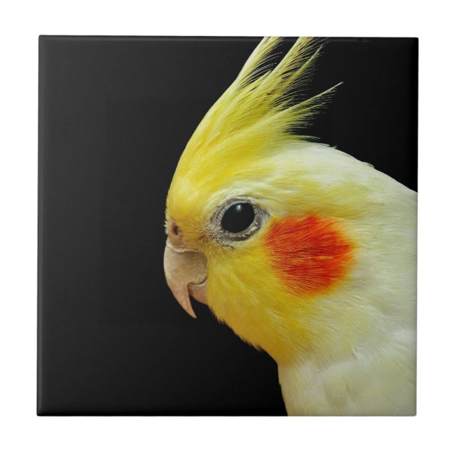 Cockatiel de Lutino (Frente)