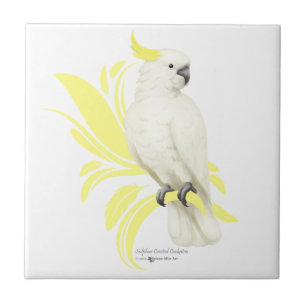 Cockatoo com crista do enxofre