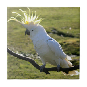 Cockatoo Penteado de Enxofre na Austrália