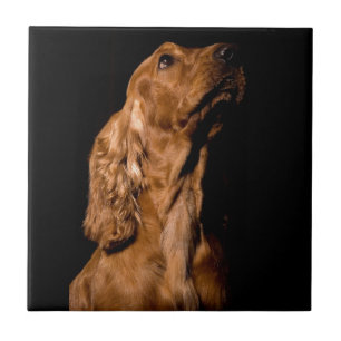 Cocker spaniel