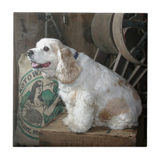 Cocker spaniel