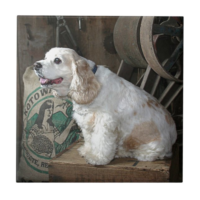 Cocker spaniel (Frente)