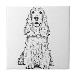 Cocker spaniel