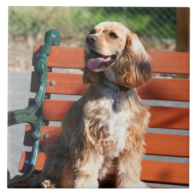 Cocker spaniel (Frente)