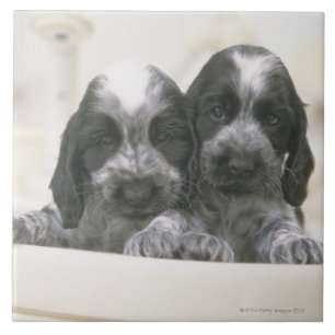 Cocker spaniel inglês é uma raça do cão. Ele