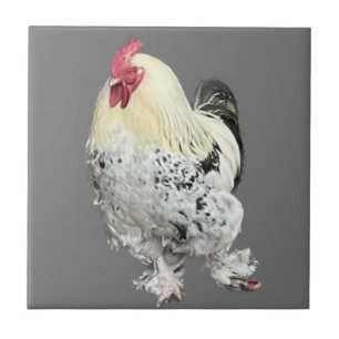 Cockerel magnífico n.o 2