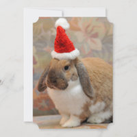 Coelhinho ou coelho anão