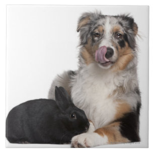 Coelho (bebê de um ano) que encontra-se ao lado d