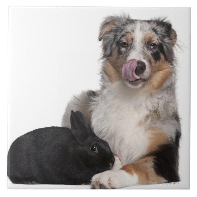 Coelho (bebê de um ano) que encontra-se ao lado de (Frente)