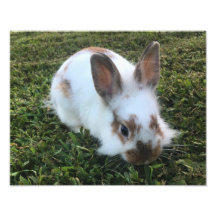 Coelho Bonito no Impressão de Foto Grass