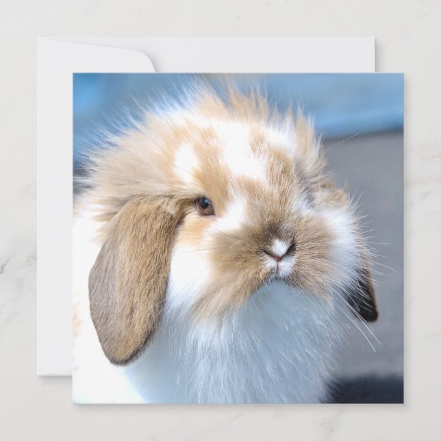 Coelho branco-flamengo-cavo (Frente)