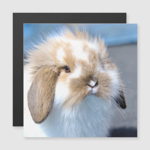 Coelho branco-flamengo-cavo