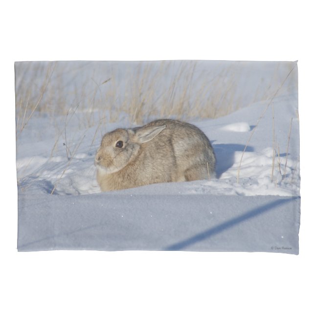 Coelho Cottontail R5 na Neve (Frente)