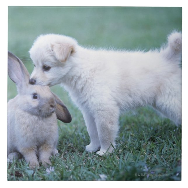 Coelho do filhote de cachorro e da orelha do Lop (Frente)