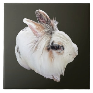 Coelho Lionhead Tri-Color