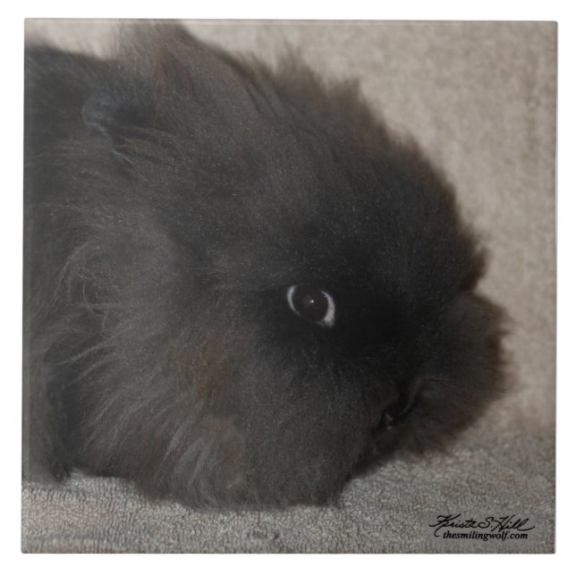 Coelho preto de Lionhead (Frente)