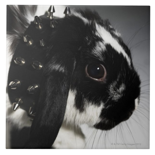 Coelho preto e branco com colar enchido (Frente)